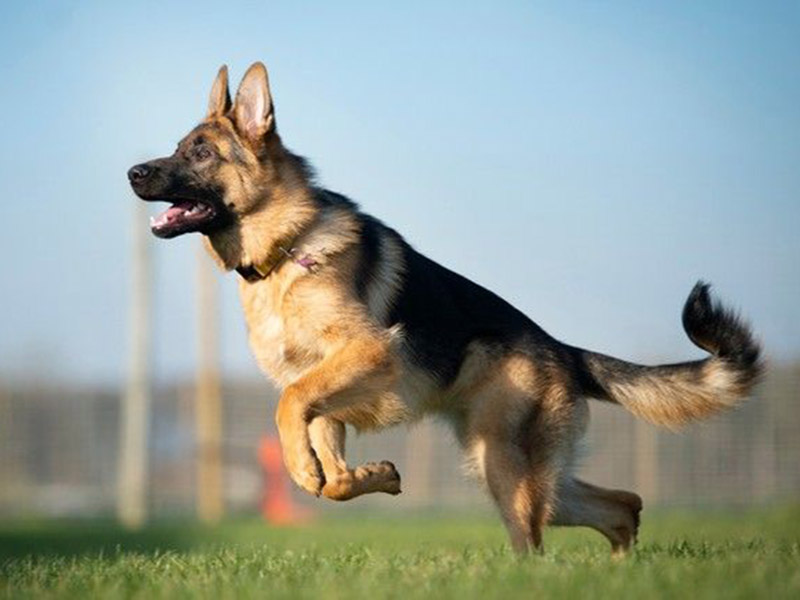 Information about German Shephard | German Shephard dog breed 